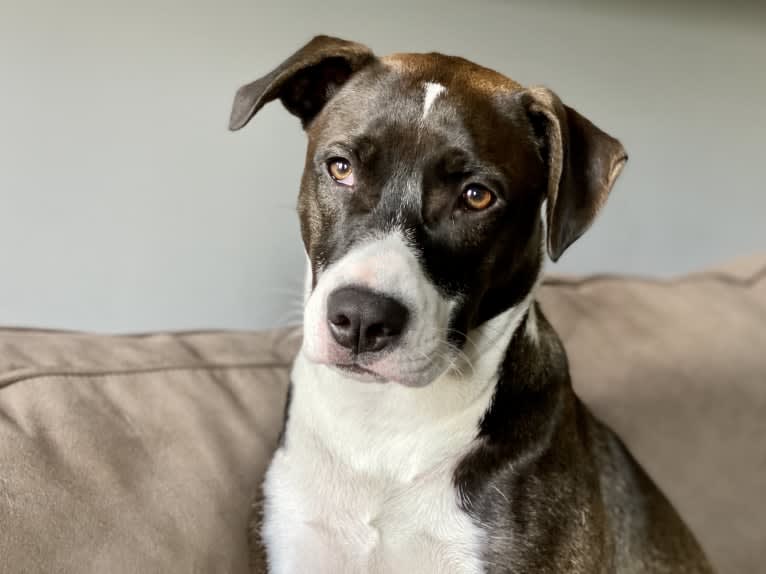 Sadie, an American Pit Bull Terrier and Boxer mix tested with EmbarkVet.com