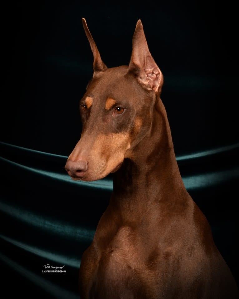 Amber, a Doberman Pinscher tested with EmbarkVet.com