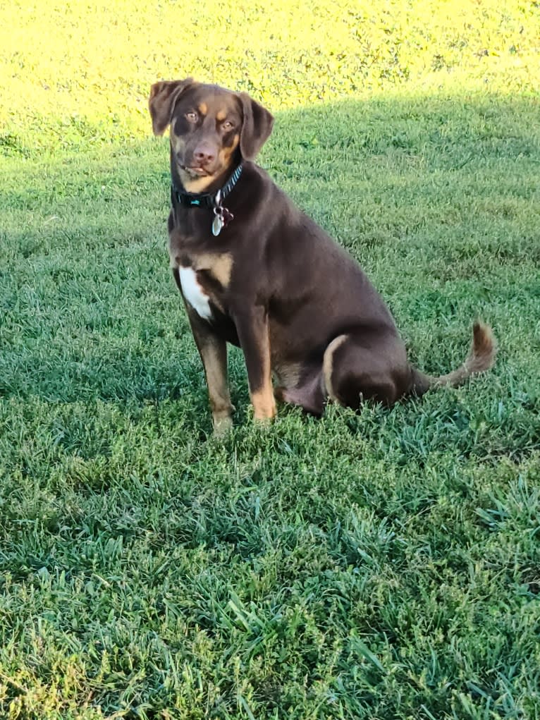 Koda, a Catahoula Leopard Dog and Basset Hound mix tested with EmbarkVet.com