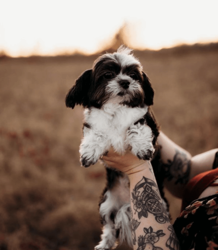 Texas Pete, a Shih Tzu and Maltese mix tested with EmbarkVet.com