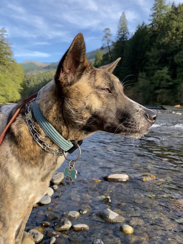 Bodhi, a Southeast Asian Village Dog tested with EmbarkVet.com