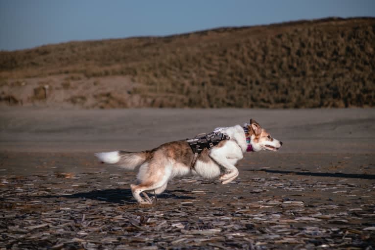 Indy, an European Village Dog tested with EmbarkVet.com