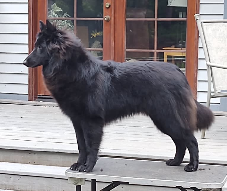 Vivi, a Belgian Shepherd tested with EmbarkVet.com