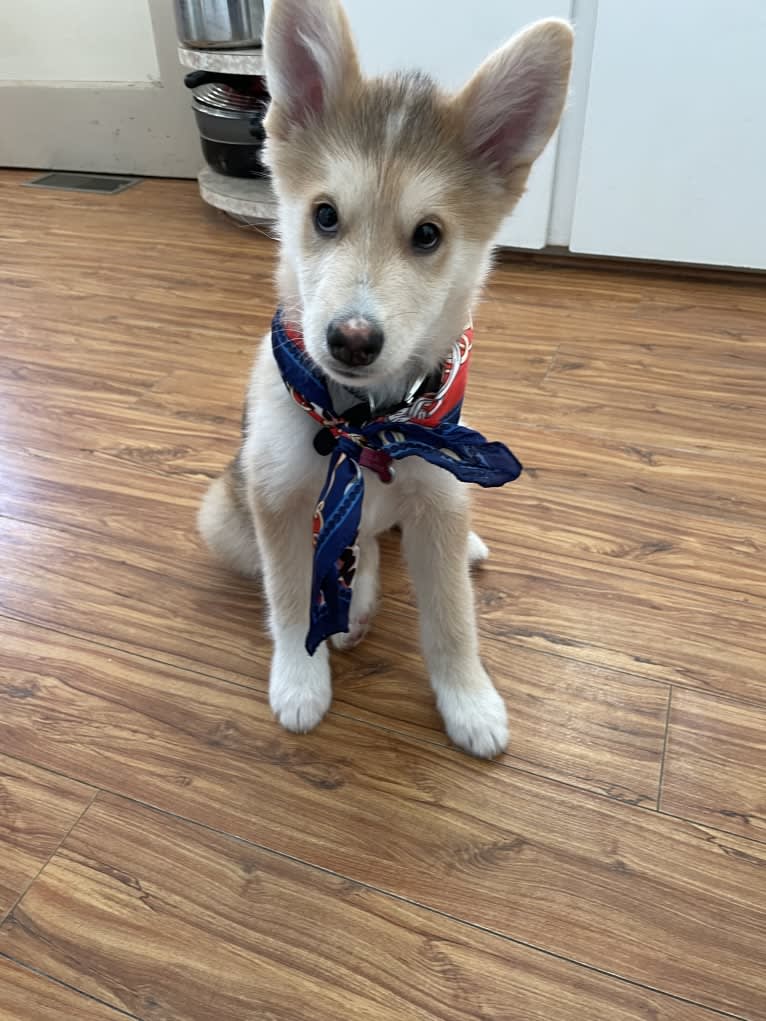 Bella, an Alaskan Malamute and Siberian Husky mix tested with EmbarkVet.com