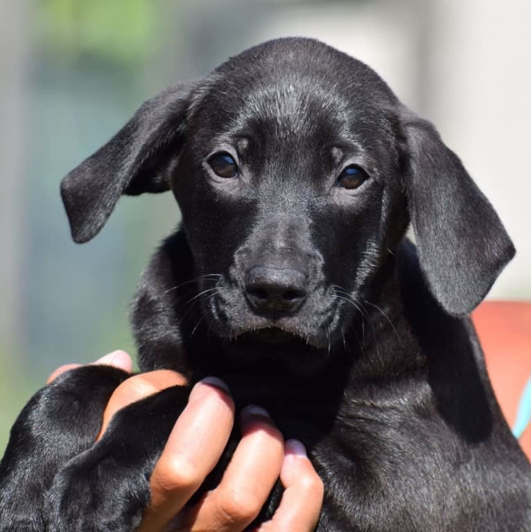 Fauci, a Golden Retriever and Beagle mix tested with EmbarkVet.com