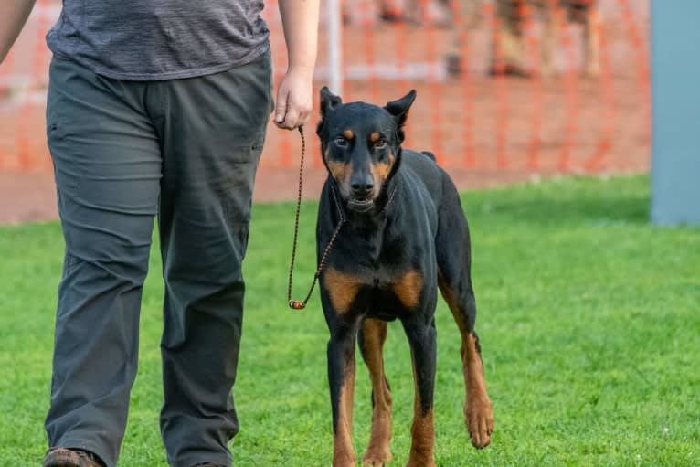 Riku, a Doberman Pinscher tested with EmbarkVet.com