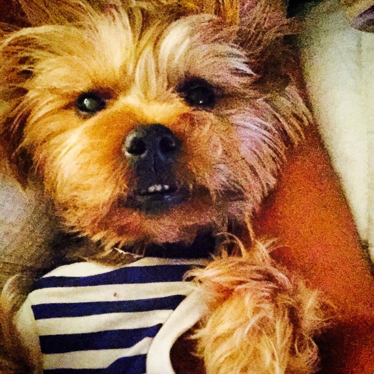 Winston, a Yorkshire Terrier tested with EmbarkVet.com