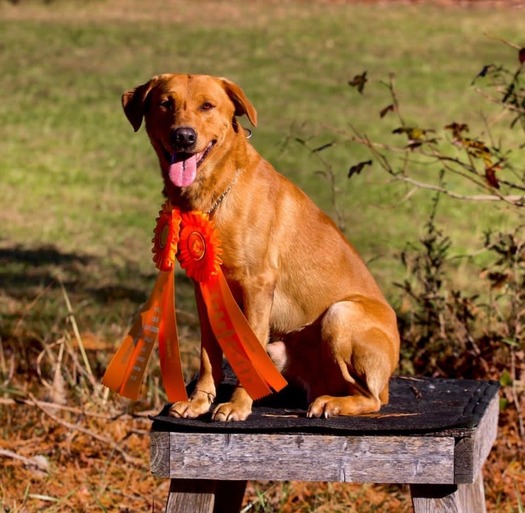 Murc, a Labrador Retriever tested with EmbarkVet.com