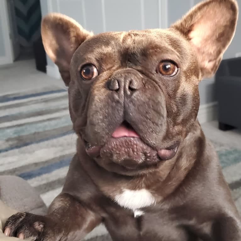 Diesel D, a French Bulldog tested with EmbarkVet.com