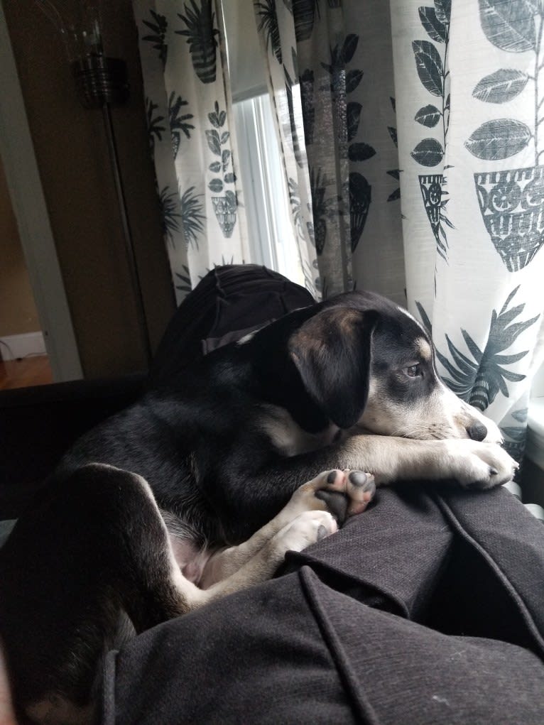 Bert, an Australian Cattle Dog and Catahoula Leopard Dog mix tested with EmbarkVet.com