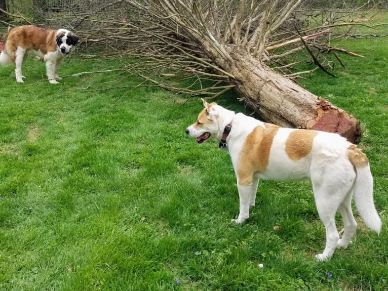 Akatsuki, an Alaskan Malamute and American Pit Bull Terrier mix tested with EmbarkVet.com