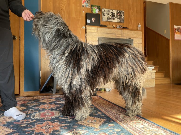 Garou Luigi Della Luna di Lana, a Bergamasco Sheepdog tested with EmbarkVet.com