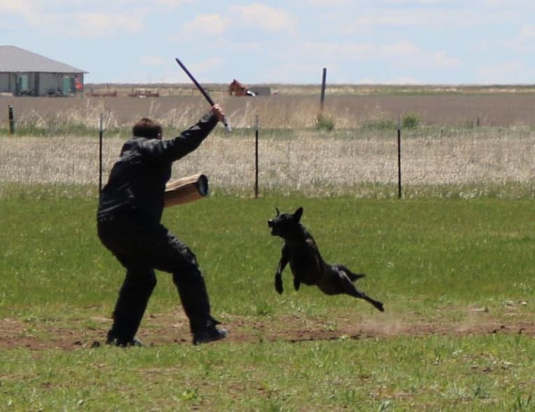 Nike des las Flores, a Dutch Shepherd tested with EmbarkVet.com