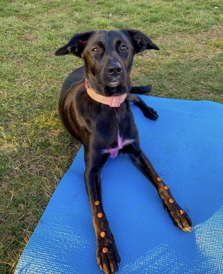 Nala, a Border Collie and American Pit Bull Terrier mix tested with EmbarkVet.com