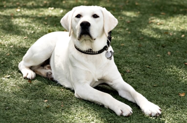 Stofer's Benjamin, a Labrador Retriever tested with EmbarkVet.com
