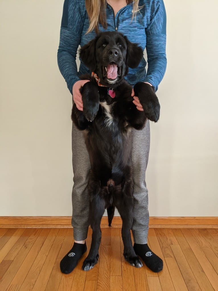 Conway, a Golden Retriever and Great Pyrenees mix tested with EmbarkVet.com