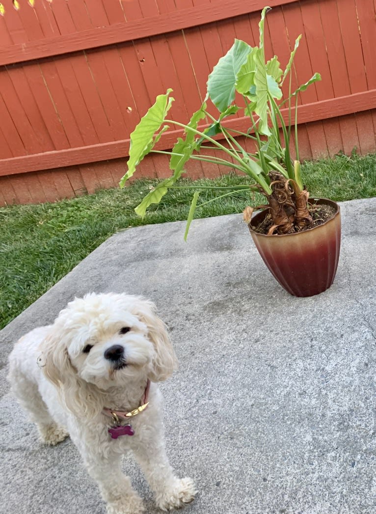 Ms. Maple Lou Who, a Cockapoo tested with EmbarkVet.com
