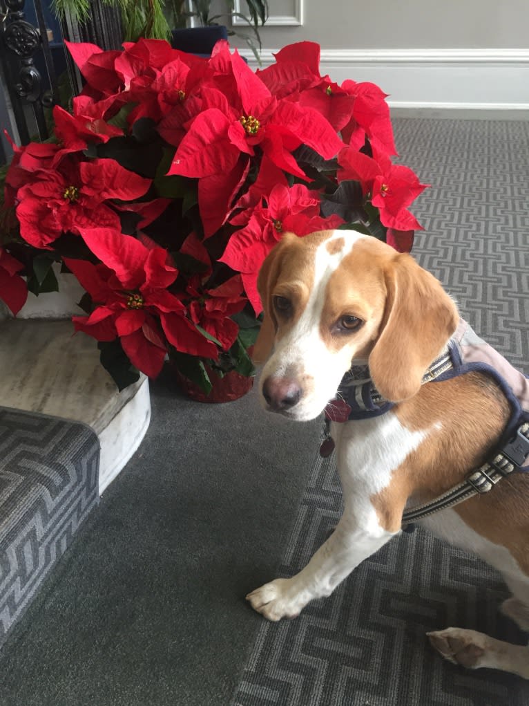 Spencer, a Beagle tested with EmbarkVet.com