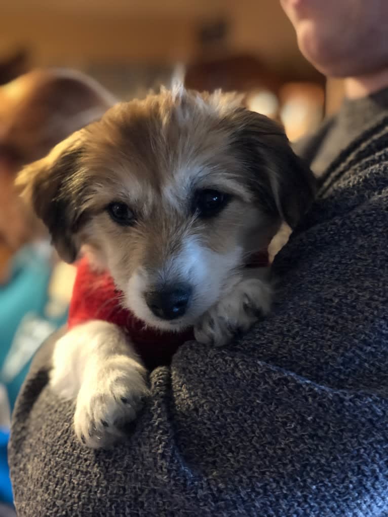 Winham’s Cowboy Cody of Cowgirl Cotons, a Coton de Tulear tested with EmbarkVet.com