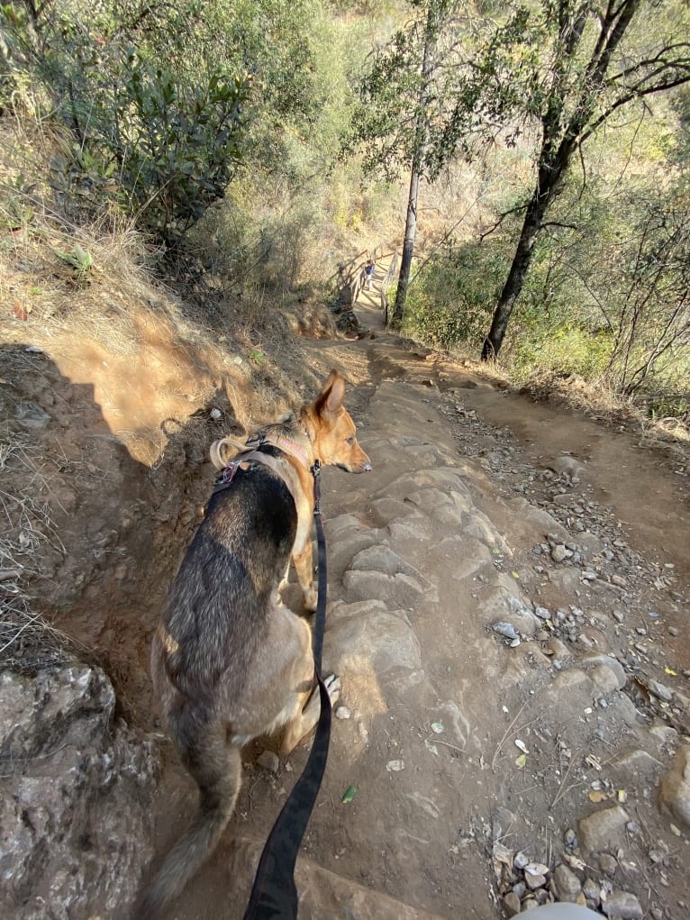 Maui, a German Shepherd Dog tested with EmbarkVet.com