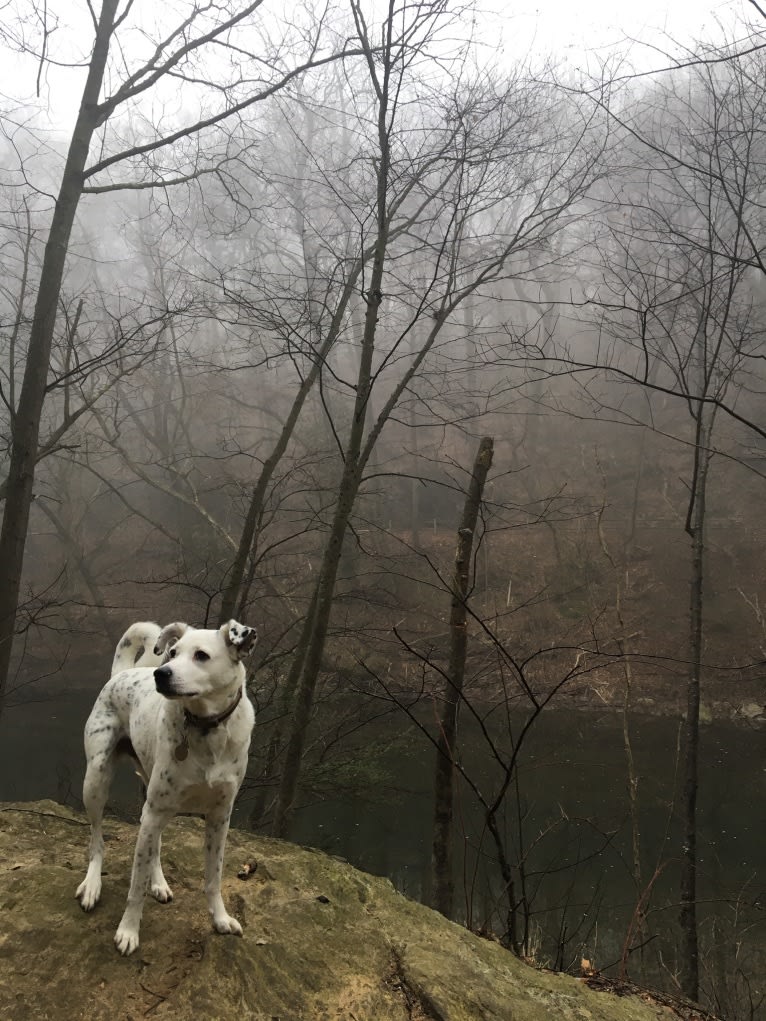 Louis, an American Pit Bull Terrier and Cocker Spaniel mix tested with EmbarkVet.com