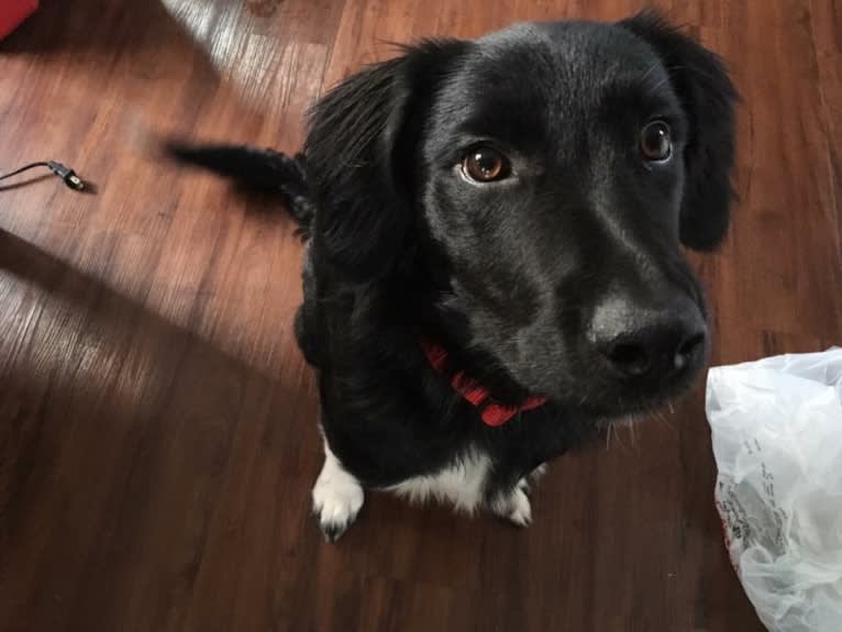 Aloe Vera, a Rottweiler and Border Collie mix tested with EmbarkVet.com