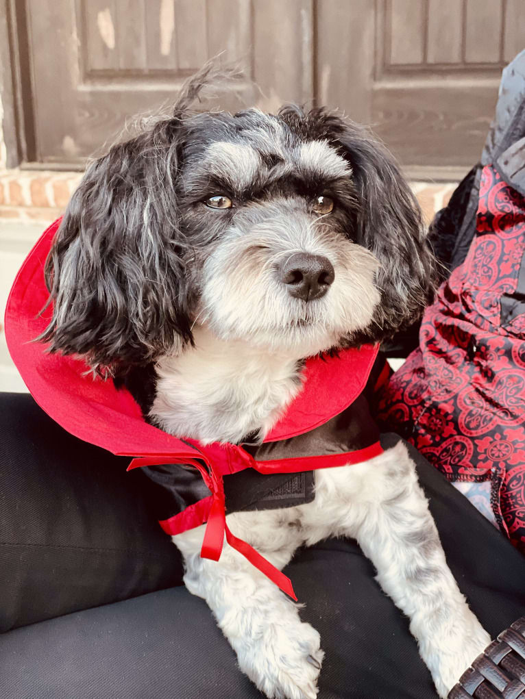 Theo, a Havanese and Coton de Tulear mix tested with EmbarkVet.com