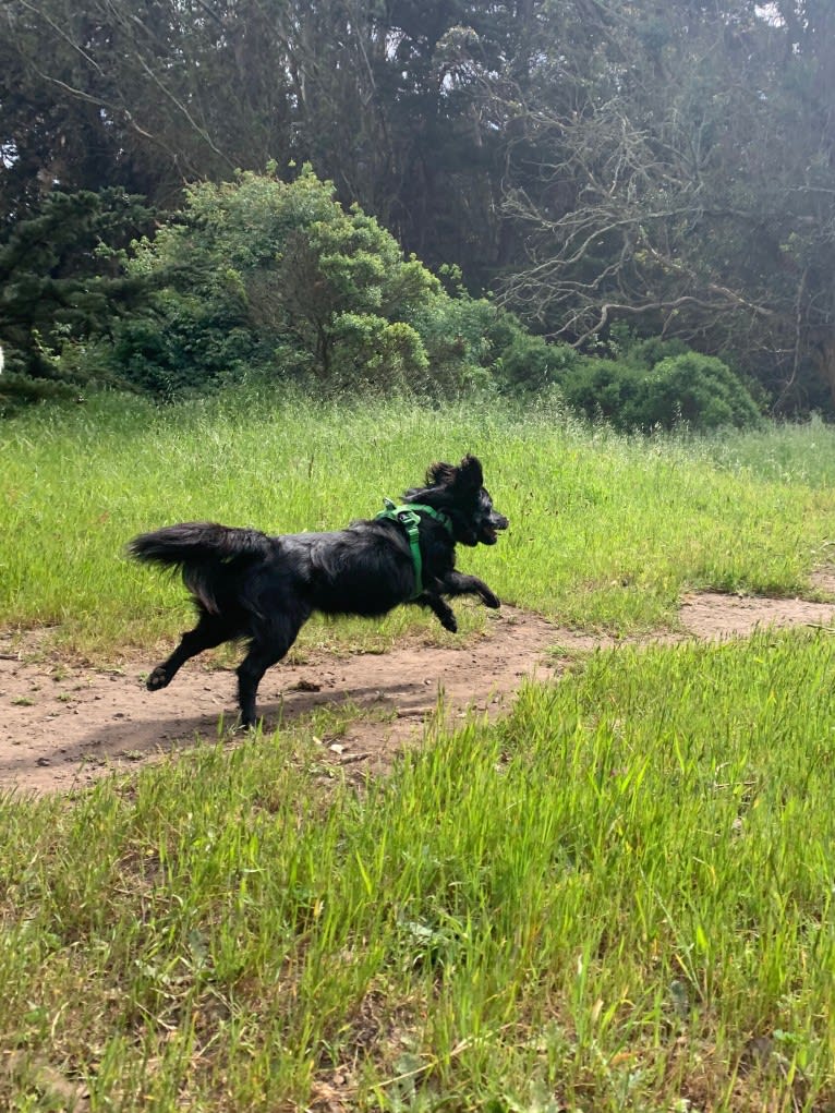 Jasper, a Poodle (Small) and Chihuahua mix tested with EmbarkVet.com