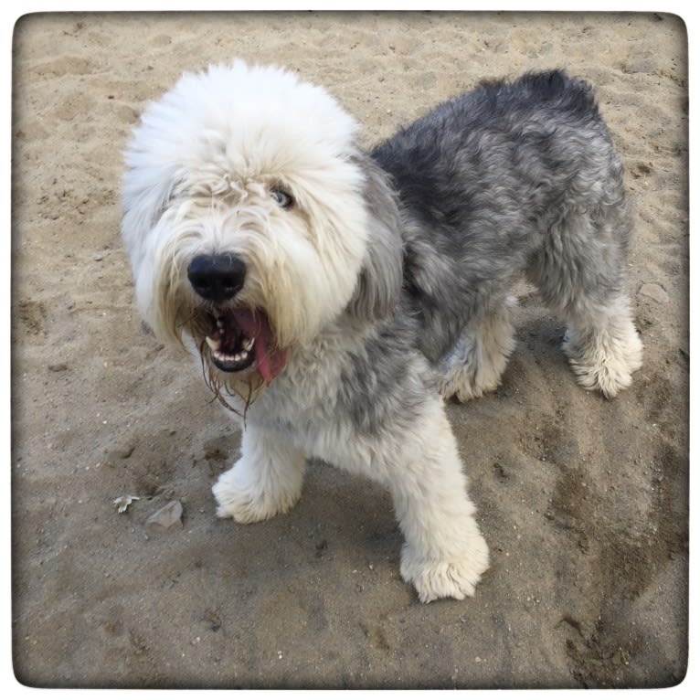 Winston, an Old English Sheepdog tested with EmbarkVet.com