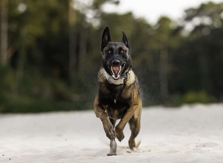 Kid, a Belgian Shepherd tested with EmbarkVet.com