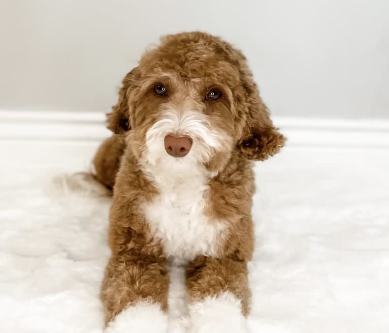 Molly Moo, a Goldendoodle tested with EmbarkVet.com