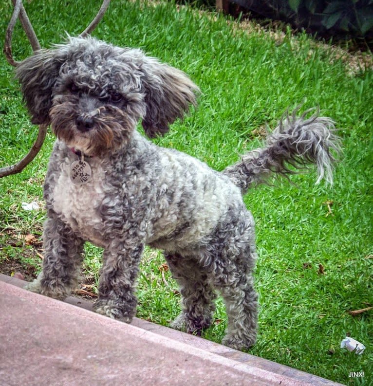 iLLY, a Poodle (Small) and Chihuahua mix tested with EmbarkVet.com