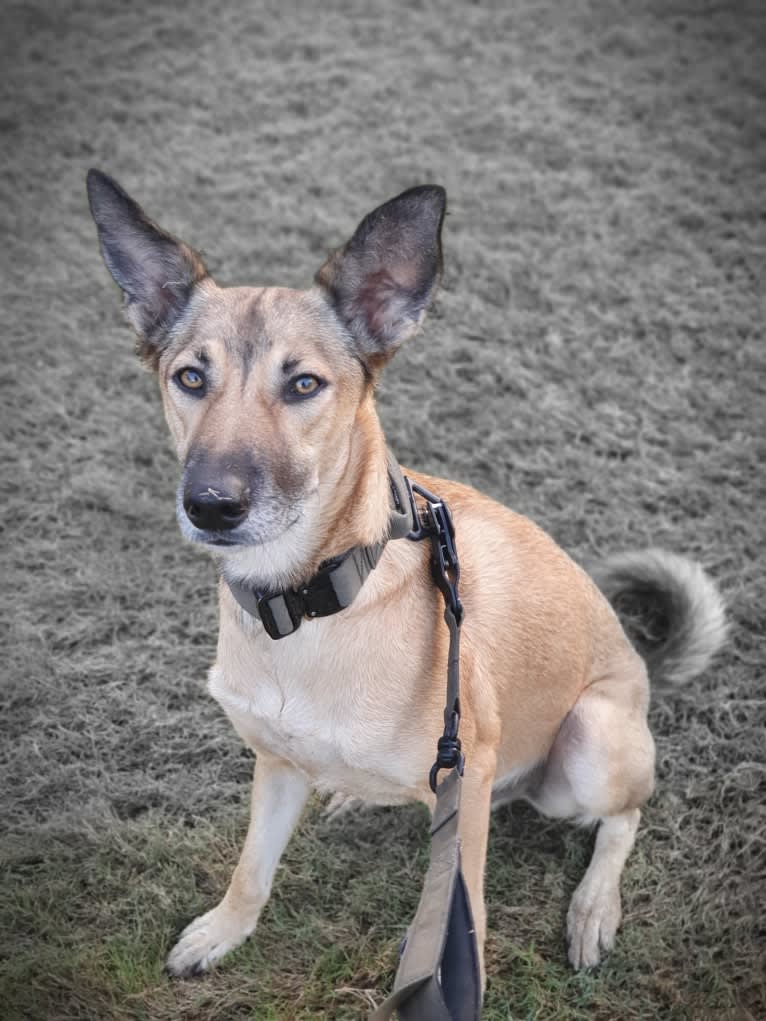 Saül, an Arabian Village Dog tested with EmbarkVet.com