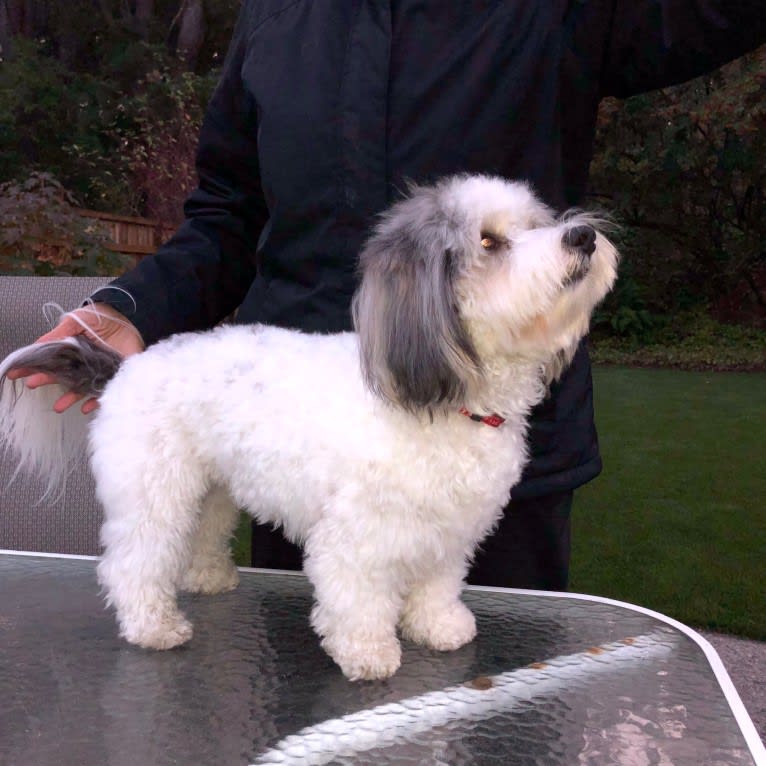 Wesley, a Coton de Tulear tested with EmbarkVet.com