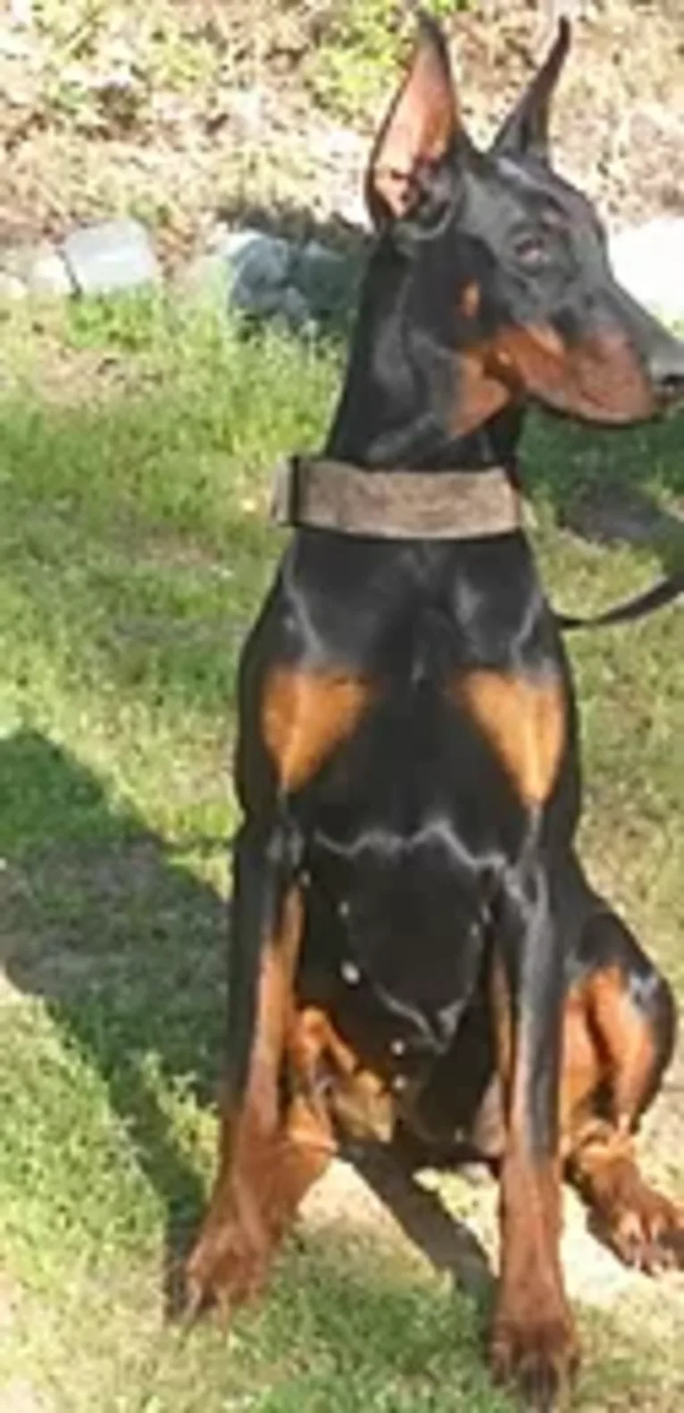 joy, a Doberman Pinscher tested with EmbarkVet.com