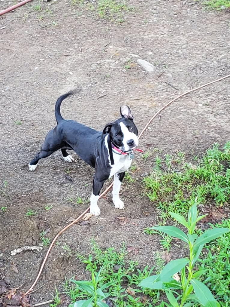 Donut, an American Bully tested with EmbarkVet.com