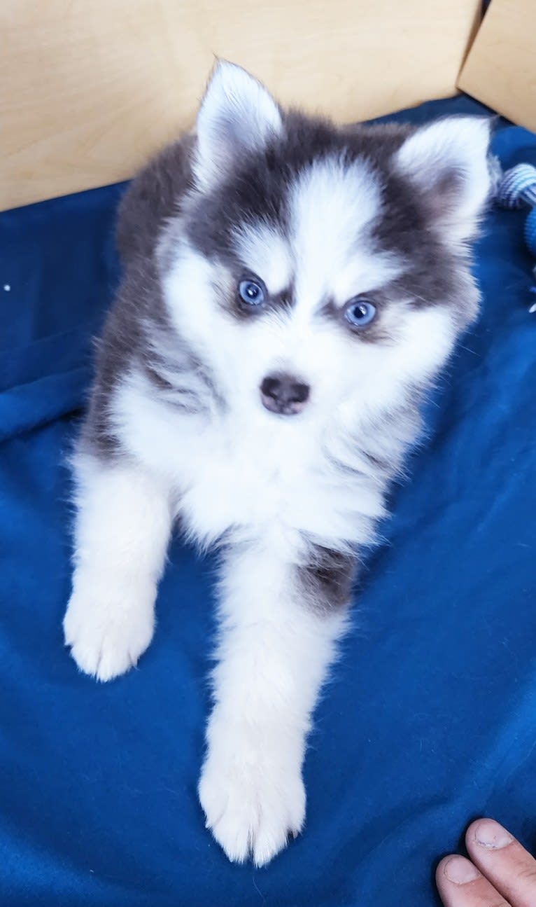 Flint, a Pomsky tested with EmbarkVet.com