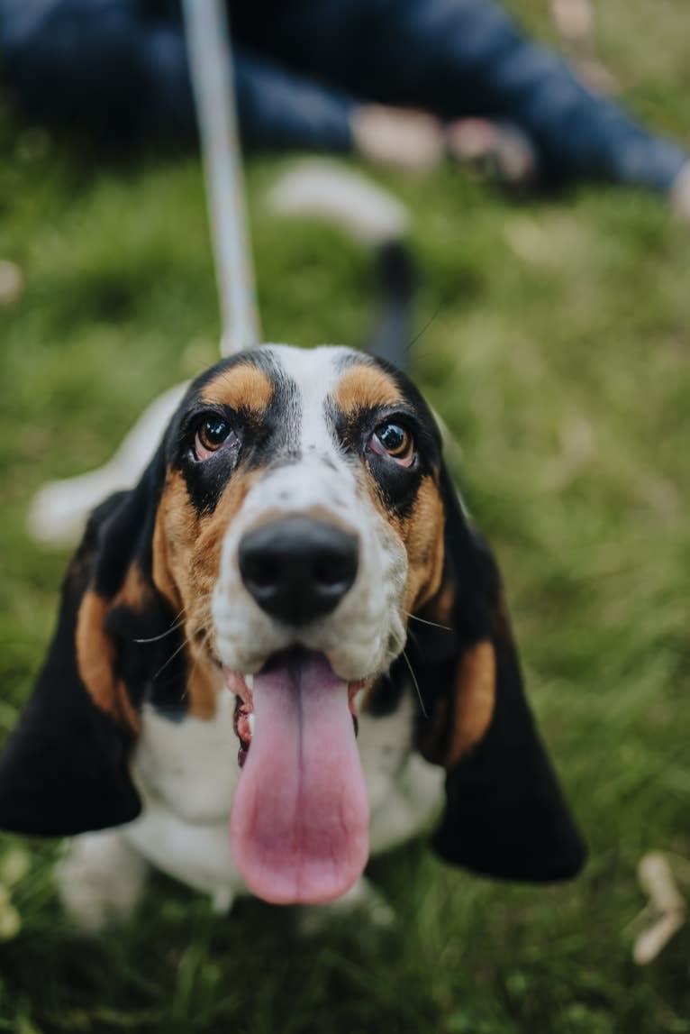 Luna, a Basset Hound tested with EmbarkVet.com