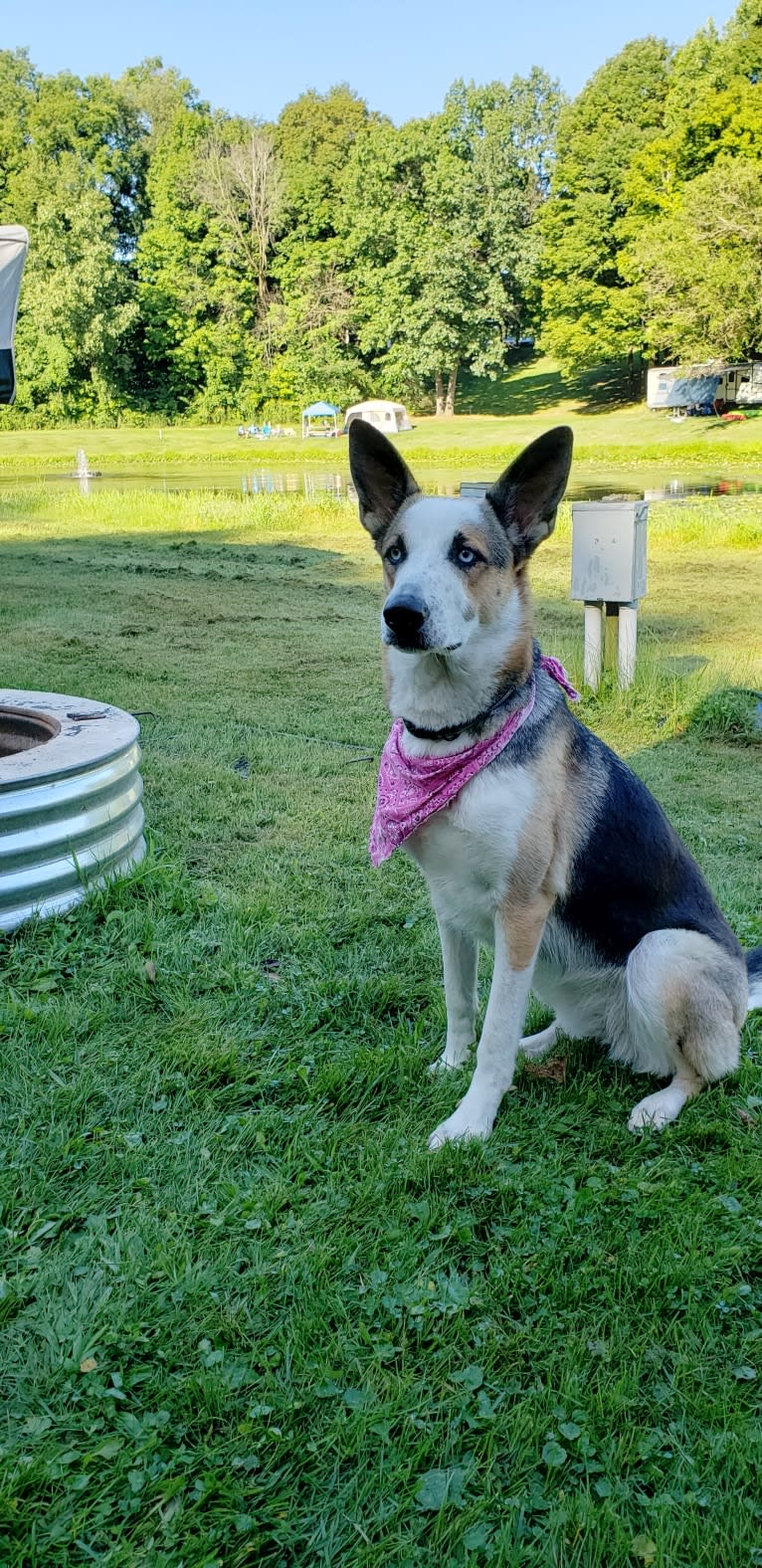 Sadie, a German Shepherd Dog tested with EmbarkVet.com