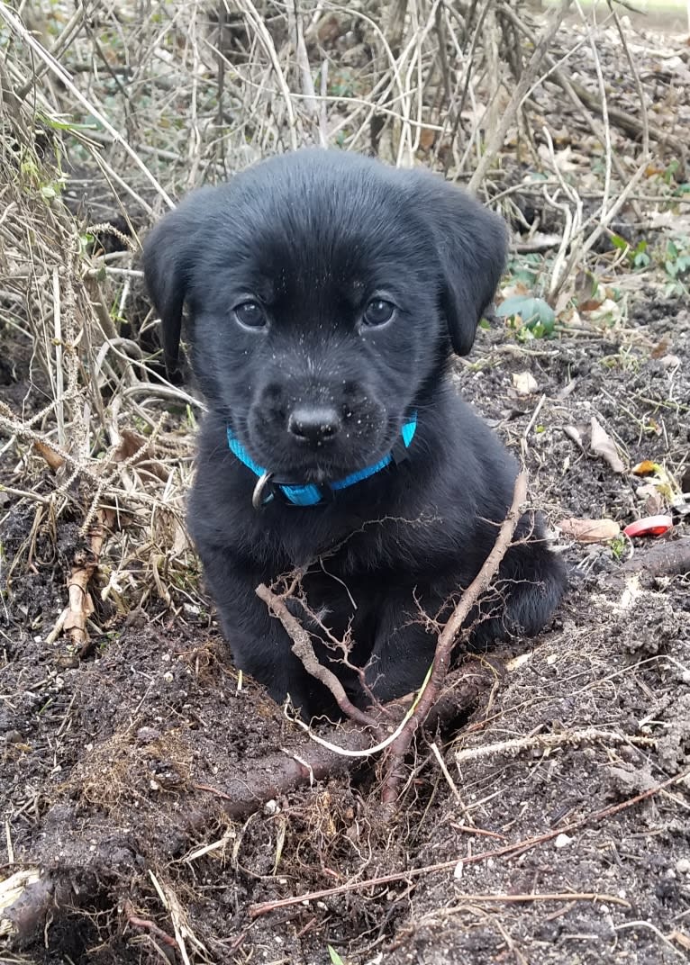 Chowder, a Siberian Husky and Labrador Retriever mix tested with EmbarkVet.com