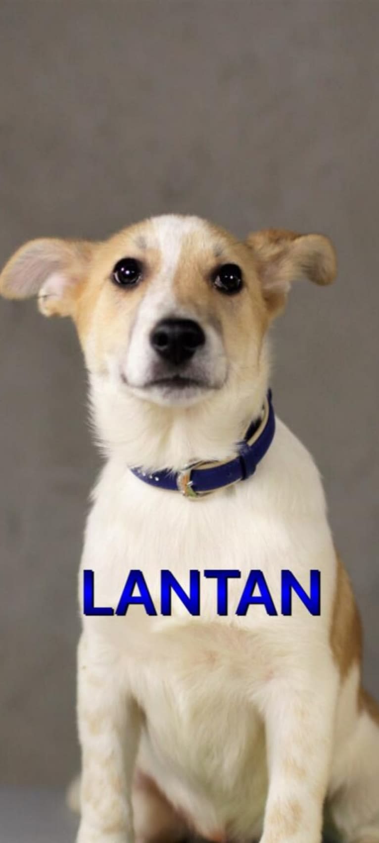 Lanny, a Central Asian Village Dog tested with EmbarkVet.com