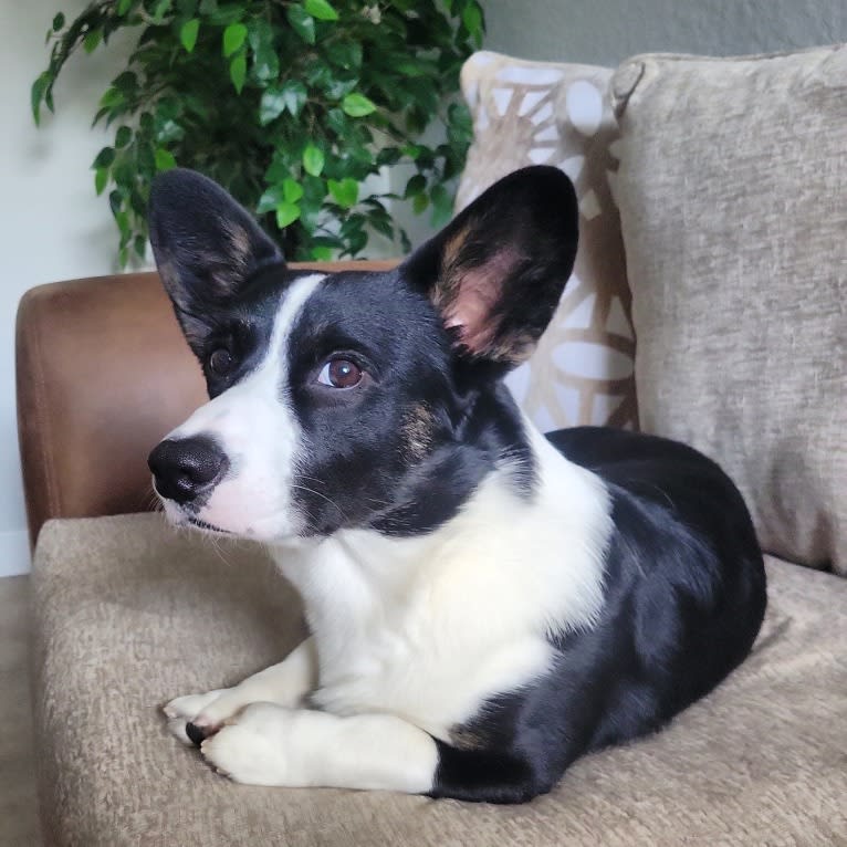 Diesel, a Cardigan Welsh Corgi tested with EmbarkVet.com