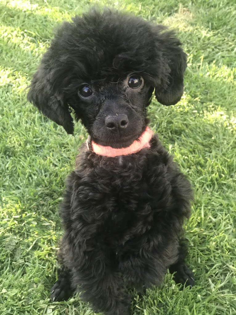 BellaMae, a Poodle (Small) tested with EmbarkVet.com