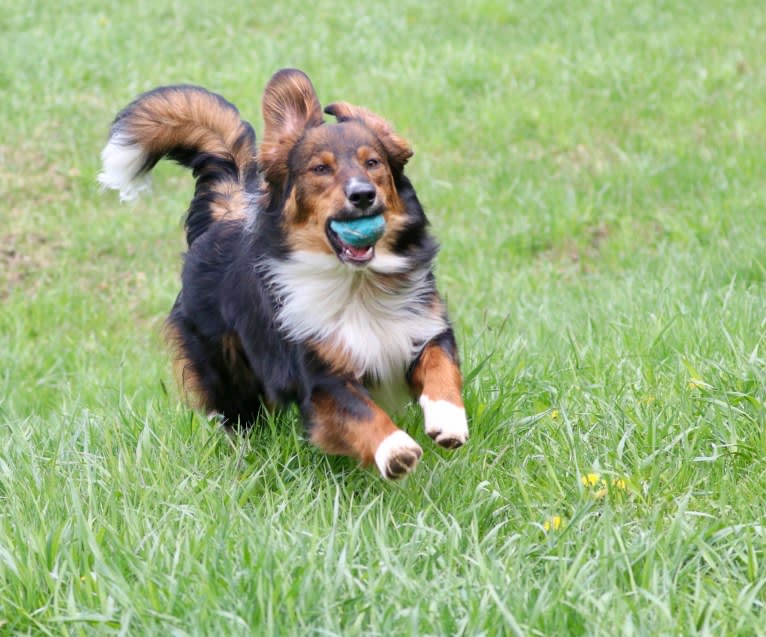 Burley, an English Shepherd tested with EmbarkVet.com