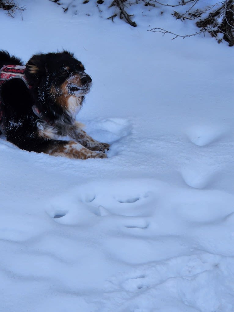 Lancer, an Australian Shepherd and Australian Cattle Dog mix tested with EmbarkVet.com