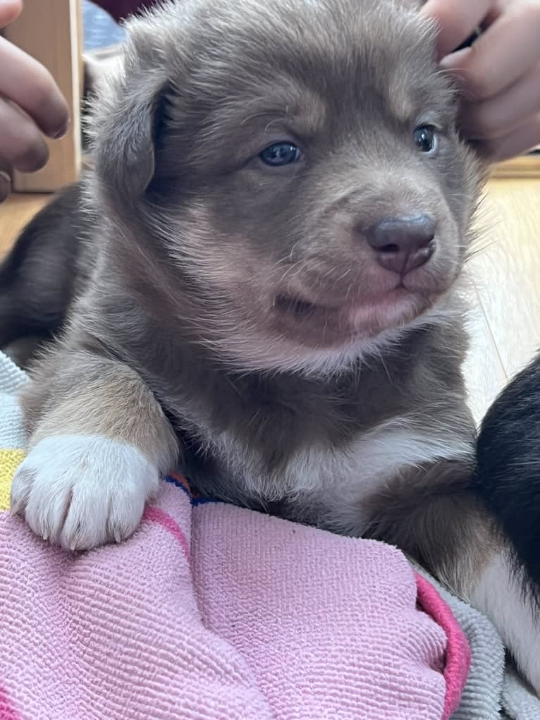 HJERTE, a Lapponian Herder tested with EmbarkVet.com