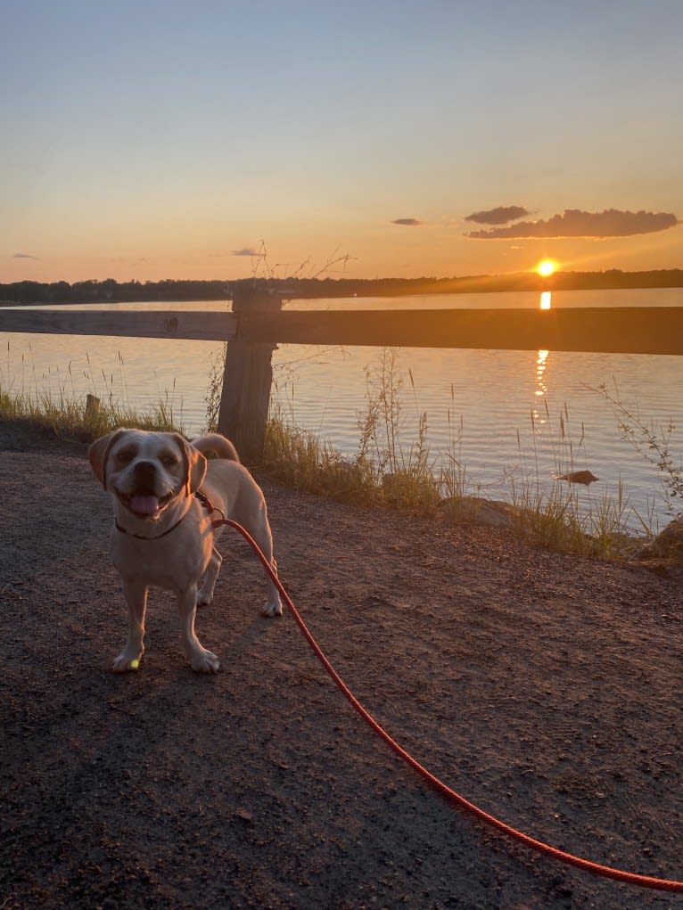 Honey, a Puggle tested with EmbarkVet.com