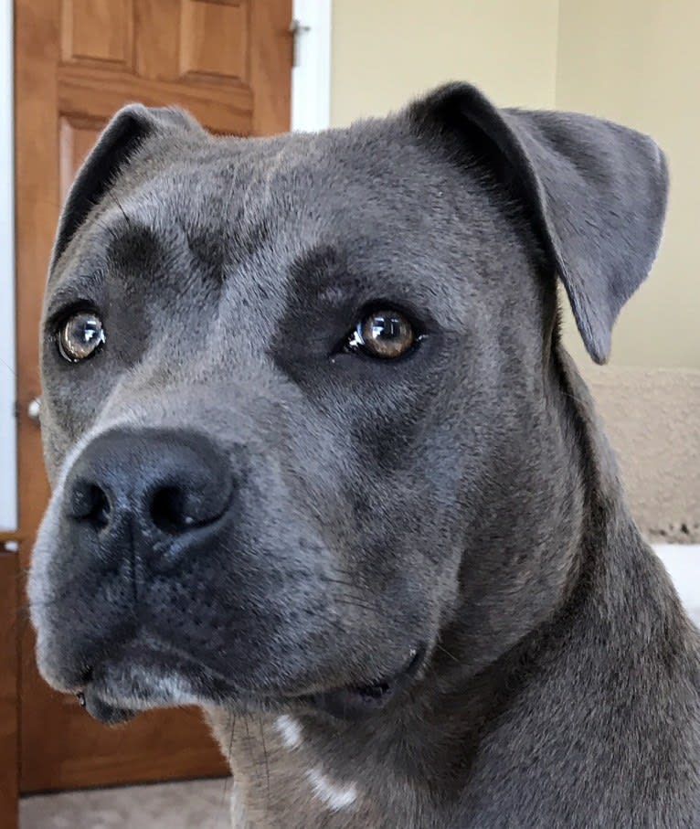 Johnny Sunshine, an American Bully and American Staffordshire Terrier mix tested with EmbarkVet.com