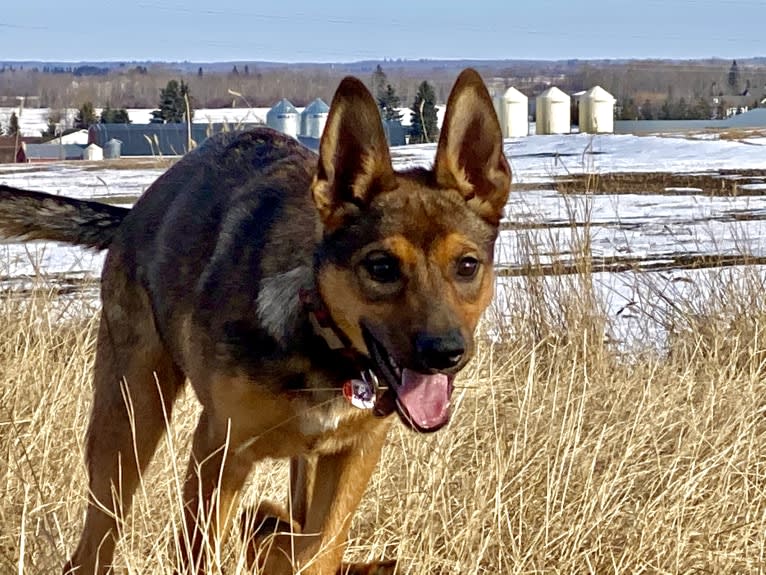 Alemã, a German Shepherd Dog and Australian Cattle Dog mix tested with EmbarkVet.com