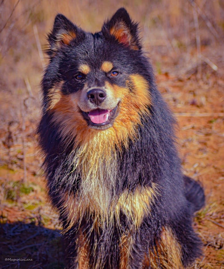 Micah, a Finnish Lapphund tested with EmbarkVet.com